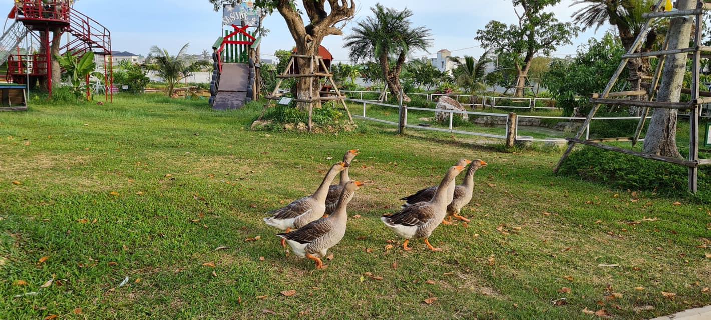 A group of ducks in a field

Description automatically generated