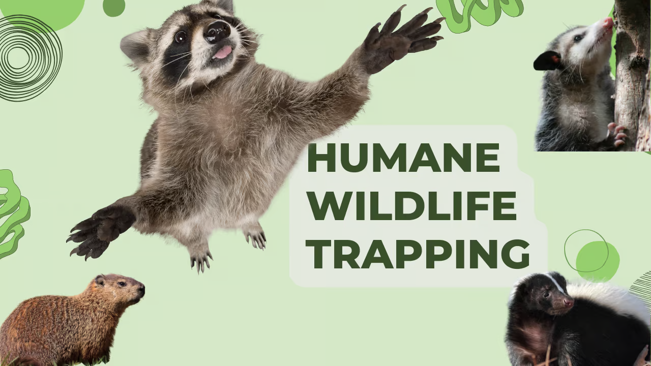 Humane Considerations and Ethical Trapping