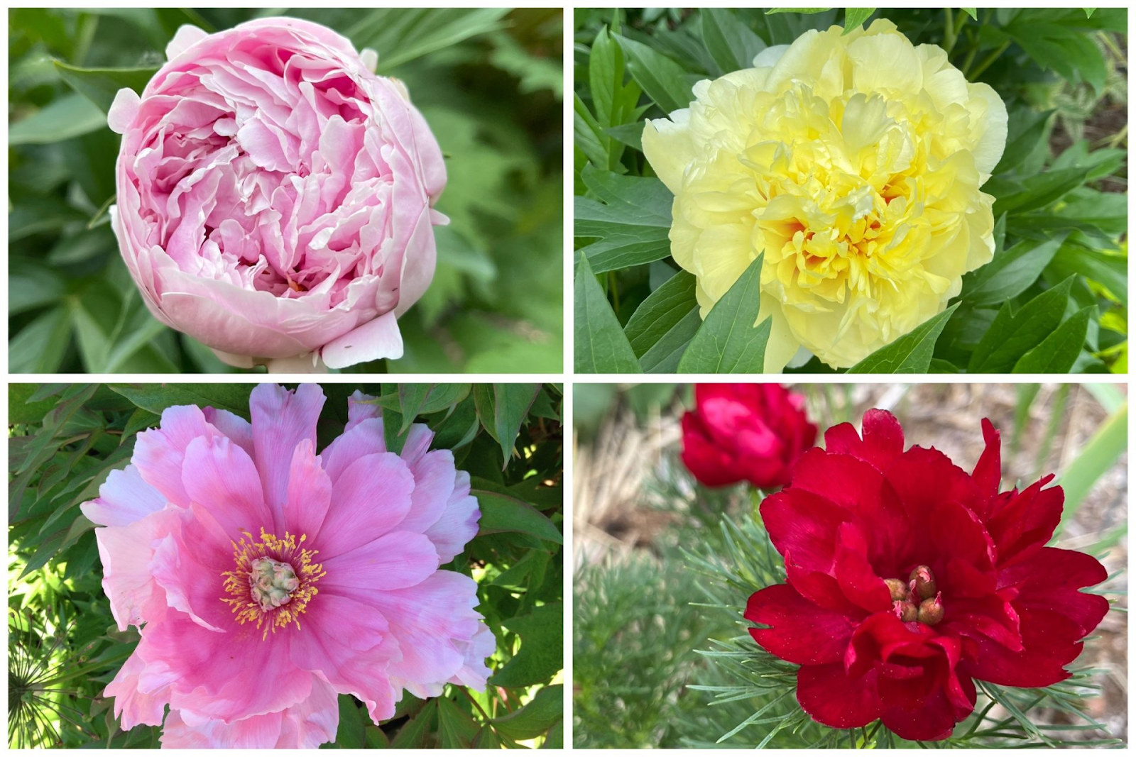 Varieties of Peonies