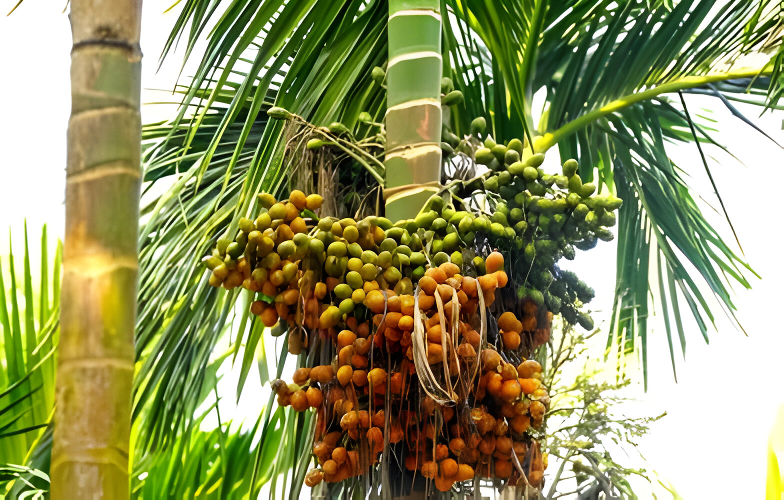 areacnut on tree have lot of areacnut cultivation