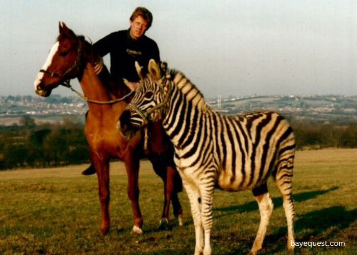 Can You Ride a Zebra Like a Horse