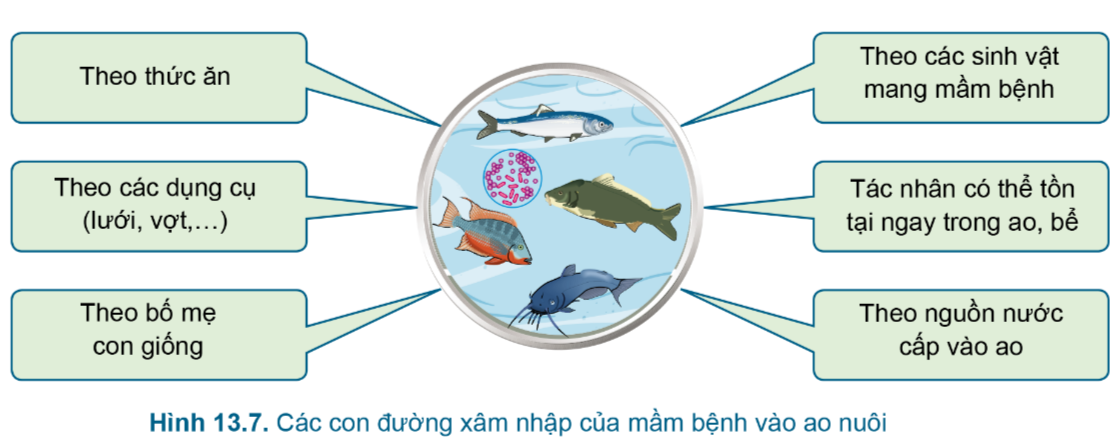 BÀI 13.QUẢN LÍ MÔI TRƯỜNG AO NUÔI VÀ PHÒNG, TRỊ BỆNH THỦY SẢNMỞ ĐẦUCâu hỏi: Quan sát Hình 13.1 và cho biết màu nước ở ao nuôi nào phù hợp để nuôi thủy sản?Đáp án chuẩn:Hình 13.1b: do sự phát triển của tảo lục => thích hợp nhất để nuôi thủy sản.1. QUẢN LÍ MÔI TRƯỜNG AO NUÔICâu hỏi : 1. Vì sao cần quản lí môi trường ao nuôi?2. Môi trường nước ao nuôi thủy sản có những đặc tính nào?Đáp án chuẩn:1. Giảm nguy cơ các bệnh do môi trường; tăng sức khỏe2. Đặc tính lí học, hóa học, sinh học.1.1.Đặc tính lí họcVD. Em hãy tìm hiểu ngưỡng chịu đựng nhiệt độ và nhiệt độ tối ưu của một số loài cá theo mẫu Bảng 13.1Đáp án chuẩn:Loài cáNgưỡng nhiệt độ ( tối thiểu – tối đa)Nhiệt độ tối ưuCá rô phi5 – 42 độ C30 độ CCá chép2 – 44 độ C28 độ CCá hồi4 – 24 độ C12 – 21 độ CCá tra15 – 39 độ C25 – 32 độ CCá tầm15 – 29 độ C22 -25 độ C Luyện tập : Em hãy cho biết một số nguyên nhân làm nước đụcĐáp án chuẩn:Do lượng mưa lớn, ao nuôi quá cạn, cho ăn quá dư thừa 1.2.Đặc tính hóa học1.3.Đặc tính sinh học1.4.Một số biện pháp quản lí môi trường ao nuôi thủy sảnCâu hỏi : Em hãy nêu một số biện pháp quản lí môi trường ao nuôi thủy sản.Đáp án chuẩn:Thiết kế ao không có góc chết, tạo dòng chảy tự nhiên trong nước, kiểm tra yếu tố môi trường nước và cung cấp lượng thức ăn phù hợp.Luyện tập : Quan sát Hình 13.4 và cho biết: Vì sao các thiết bị này lại tăng oxygen cho nước trong ao?Đáp án chuẩn:Vì các máy sục khí sẽ thực hiện nhiệm vụ sục, thổi để bùn bẩn dưới đáy 2. PHÒNG, TRỊ BỆNH THỦY SẢN