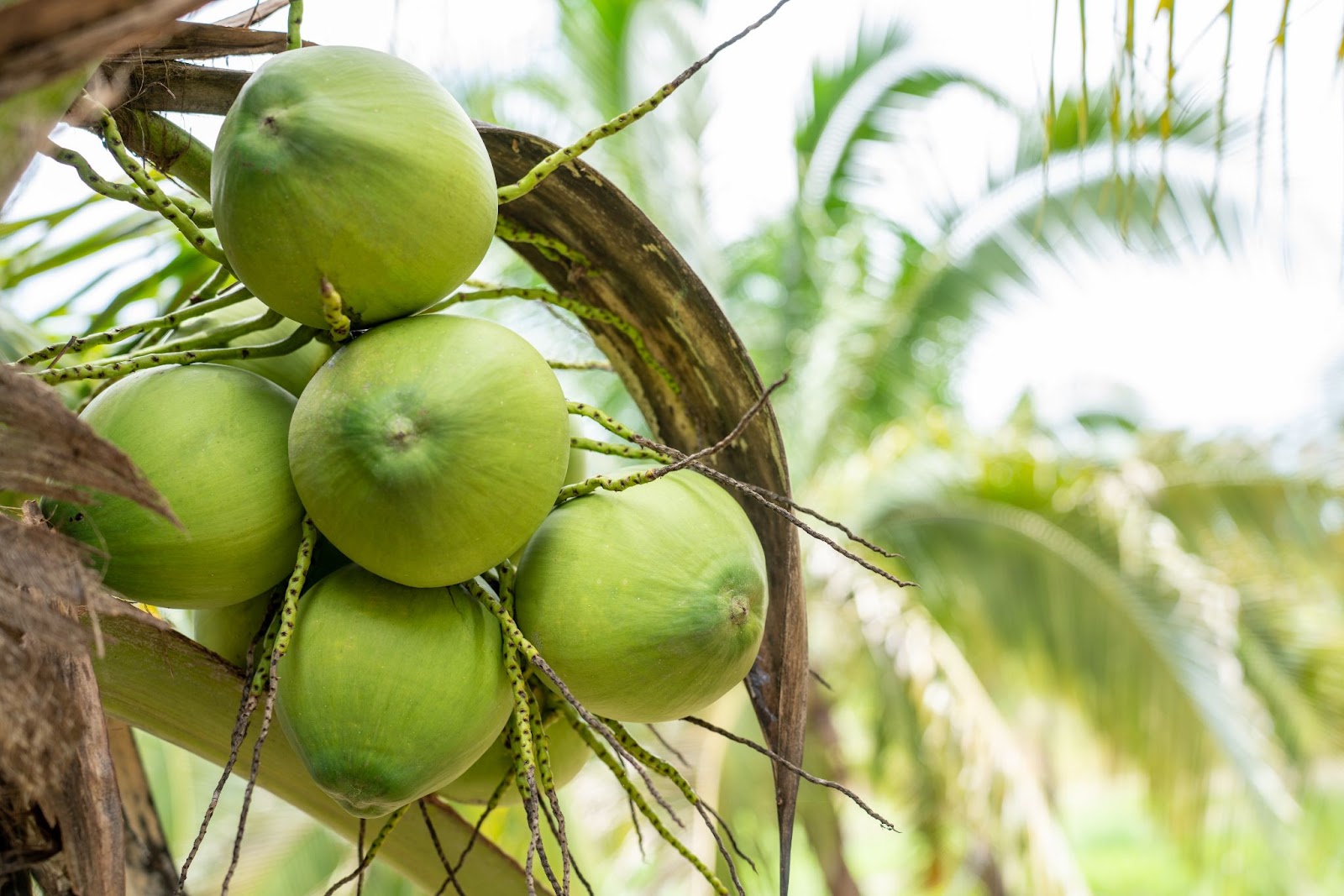 In the tree have bunch of cocunut