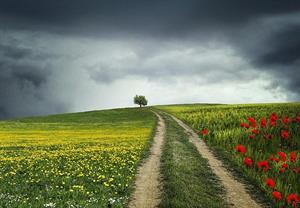 A dirt road through a field of flowers

Description automatically generated with low confidence