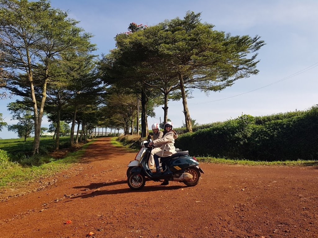 Đồi chè Tâm Châu Bảo Lộc. Lối mòn giữa đồi chè xanh, dẫn lối đến thiên đường
