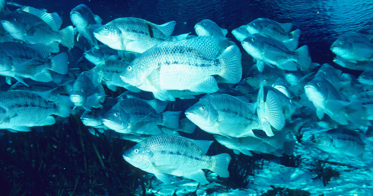 A school of blue tilapia swimming together.