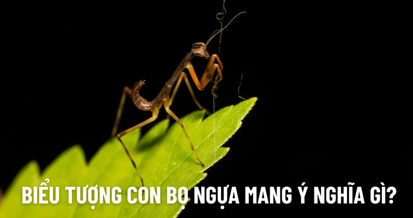 Biểu tượng con bọ ngựa mang ý nghĩa gì?