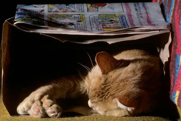 A cat sleeping under a newspaper

Description automatically generated