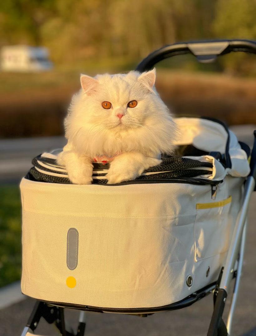 Beautiful fluffy white cat sitting in a pet stroller.