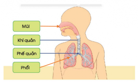 BÀI 21. CƠ QUAN HÔ HẤP