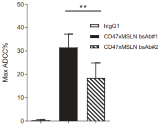 Schematic diagram of Mesothelin structure and the impact of different epitopes on antibody in vitro efficacy