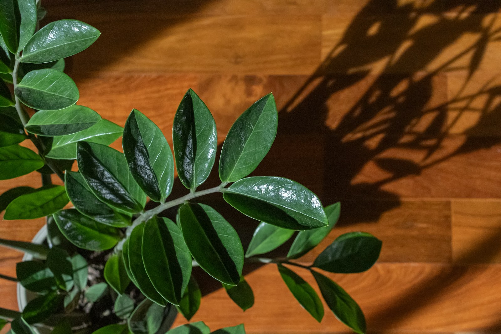 Plants In Pots Without Holes