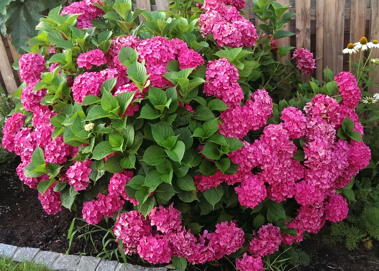 Hydrangea Plant