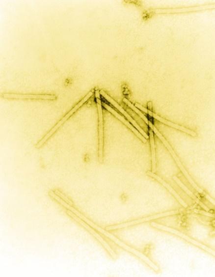 BÀI 31 - VIRUS GÂY BỆNHMỞ ĐẦUCâu 1: Khi người bệnh (do nhiễm virus) hắt hơi, virus theo hàng ngàn giọt bắn bay vào trong không khí và có khả năng lây truyền bệnh cho những người khác. Ngoài ra, virus còn có thể lây truyền qua nhiều con đường khác nhau. Để hạn chế sự lây truyền virus, chúng ta cần thực hiện những biện pháp gì?Giải nhanh:Để hạn chế sự lây truyền virus, có thể áp dụng các biện pháp sau:- Chăm sóc sức khoẻ bản thân và tăng cường hệ miễn dịch.- Tiêm vaccine đầy đủ theo quy định y tế.- Giữ gìn vệ sinh cá nhân và môi trường sống sạch sẽ.Căn cứ vào cơ chế lây truyền của từng loại virus, có thể áp dụng các biện pháp phòng chống khác nhau:- Đối với virus lây truyền qua đường hô hấp: Đeo khẩu trang, rửa tay thường xuyên, giữ khoảng cách an toàn khi tiếp xúc.- Đối với virus lây truyền qua đường tiêu hoá: Thực hiện ăn uống hợp vệ sinh, không dùng chung đồ ăn, uống nước với người khác.- Đối với virus lây truyền qua đường tình dục: Sống lành mạnh và tránh các tệ nạn xã hội.- Đối với virus lây truyền từ mẹ sang con: Tiêm vaccine đầy đủ trước khi mang thai, chữa khỏi bệnh trước khi sinh con (nếu mẹ bị nhiễm virus).I. PHƯƠNG THỨC LÂY TRUYỀN VÀ CÁCH PHÒNG CHỐNG BỆNH DO VIRUS GÂY RACâu 1: Hãy trình bày các phương thức lây truyền bệnh do virus gây ra ở người, động vật và thực vật.Giải nhanh: - Phương thức truyền ngang (từ cá thể này sang cá thể khác)- Truyền dọc (từ cơ thể mẹ sang cơ thể con)Câu 2: Vì sao virus không thể tự lây truyền từ cây này sang cây khác?Giải nhanh:Vì tế bào thực vật có vách cellulose nên virus không thể tự lây nhiễm từ cây này sang cây khác.Câu hỏi 3: Quan sát hình 31.1, hãy phân tích các con đường lây nhiễm SAS-CoV-2.Giải nhanh:Phương thức truyền ngang: Từ người bệnh tới người không bị bệnh thông qua các giọt bắn nhỏ mang virus hoặc các giọt bắn trong phạm vi 1m. Ngoài ra có thể lâu nhiễm qua tiếp xúc trực tiếp như bắt tay, ôm, hôn,.. hoặc tiếp xúc gián tiếp qua các loại đồ ăn, đồ vật khác. Câu 4: Quan sát Hình 31.2, hãy trình bày con đường lây nhiễm virus ở thực vật qua côn trùng.Giải nhanh:Con đường lây nhiễm virus từ thực vật sang côn trùng diễn ra như sau: khi côn trùng đốt vào cây bị nhiễm virus, virus sẽ đi theo thức ăn vào trong cơ thể của côn trùng. Tại đây, virus xâm nhập vào bào tuyến nước bọt của côn trùng. Sau đó, khi côn trùng đốt vào tế bào sạch virus, virus từ tuyến nước bọt sẽ qua kênh nước bọt của côn trùng xâm nhập vào tế bào đó.Luyện tập: Vì sao bệnh do virus gây ra lây lan nhanh, rộng và khó kiểm soát?Quan sát Hình 31.3, hãy phân tích khả năng lây truyền của virus trong không khí qua các giọt tiết.Giải nhanh:Bệnh do virus gây ra lây lan nhanh, rộng và khó kiểm soát: Bởi vì có rất nhiều con đường truyền virus từ người nhiễm bệnh sang người không nhiễm bệnh.Tùy từng loại virus mà khả năng lây truyền virus trong không khí là khác nhau. Bệnh do virus Ebola có khả năng lây nhiễm qua các giọt tiết là trong khoảng dưới 1,8 m. Còn đối với virus gây bệnh sởi là lớn hơn 1,8m.Câu 5: Dựa vào triệu chứng và cơ chế lây truyền của một số bệnh do virus gây ra trong bảng 31.1, 31.2, 31.3, hãy nêu các biện pháp phòng chống virus cho từng loại bệnh trên.Giải nhanh:Các biện pháp phòng chống các bệnh do virus gây ra ở ngườiTên bệnhBiện pháp phòng chốngHIV/AIDSSống lành mạnh, chung thuỷ một vợ một chồng. Không quan hệ tình dục bừa bãi.Trong trường hợp quan hệ tình dục với một đối tượng chưa rõ có bị nhiễm HIV không, cần phải thực hiện tình dục an toàn để bảo vệ cho bản thân bằng cách sử dụng bao cao su mới đúng cách.Dùng thuốc diệt tinh trùng và HIV: phổ biến là Nonoxynol-9 (Menfagol) được làm dưới dạng kem bôi, viên đặt, hoặc tẩm vào màng xốp, bao cao su.Không tiêm chích ma túy.Chỉ truyền máu và các chế phẩm máu khi thật cần thiết, và chỉ nhận máu và các chế phẩm máu đã xét nghiệm HIV.Hạn chế tiêm chích. Chỉ sử dụng bơm kim tiêm vô trùng. Không dùng chung bơm kim tiêm. Sử dụng dụng cụ đã tiệt trùng khi phẫu thuật, xăm, xỏ lỗ, châm cứu...Tránh tiếp xúc trực tiếp với các dịch cơ thể của người nhiễm HIVDùng riêng đồ dùng cá nhân: dao cạo, bàn chải răng, bấm móng tay,...Phụ nữ nhiễm HIV không nên mang thai, vì tỷ lệ lây truyền HIV sang con là 30%. Nếu có thai thì uống thuốc dự phòng theo hướng dẫn của bác sĩ.Sởi ĐứcCách phòng bệnh đặc hiệu là tiêm vắc xin Rubella đơn giá hoặc phối hợp vắc xin Sởi - Rubella đầy đủ và đúng lịch cho trẻ em từ 1 tuổi đến 14 tuổi; phụ nữ nên tiêm phòng trước khi có thai ít nhất 3 tháng, khi đã mang thai thì không nên tiêm.Không tiếp xúc gần với người nghi mắc bệnh Rubella. Thường xuyên rửa tay bằng xà phòng.Giữ vệ sinh thân thể, mũi, họng, mắt và răng miệng hàng ngày. Đảm bảo nhà ở và nhà vệ sinh thông thoáng, sạch sẽ. Tăng cường dinh dưỡng.Đối với nhà trẻ, mẫu giáo, trường học nơi tập trung đông trẻ em cần giữ gìn vệ sinh sạch sẽ, thông thoáng; thường xuyên khử trùng đồ chơi, dụng cụ học tập và phòng học bằng các chất sát khuẩn thông thường.Khi phát hiện có các dấu hiệu nghi mắc bệnh Rubella cần được cách ly và đến ngay cơ sở y tế để được thăm khám, tư vấn và điều trị kịp thời.Viêm đường hô hấp cấpTránh tiếp xúc với người bị bệnh đường hô hấp cấp tính. Khi cần tiếp xúc với người bệnh, phải đeo khẩu trang y tế và giữ khoảng cách khi tiếp xúc.Che miệng và mũi khi ho hoặc hắt hơi; tốt nhất bằng khăn vải hoặc khăn tay khi ho hoặc hắt hơi để làm giảm phát tán các dịch tiết đường hô hấp, sau đó hủy hoặc giặt sạch khăn ngay.Giữ vệ sinh cá nhân, rửa tay thường xuyên bằng xà phòng, tránh đưa tay lên mắt, mũi, miệng.Thường xuyên súc họng bằng nước sát khuẩn miệng.Tăng cường thông khí nơi làm việc, nhà ở, trường học, cơ sở y tế,... bằng cách mở các cửa ra vào và cửa sổ, hạn chế sử dụng điều hòa.Thường xuyên lau nền nhà, tay nắm cửa và bề mặt các đồ vật trong nhà bằng các chất tẩy rửa thông thường, như xà phòng và các dung dịch khử khuẩn thông thường khác.Tăng cường sức khỏe bằng ăn uống, nghỉ ngơi, sinh hoạt hợp lý, luyện tập thể thao.Nếu thấy có biểu hiện của bệnh viêm đường hô hấp cấp tính, phải thông báo ngay cho cơ sở y tế gần nhất để được tư vấn, cách ly và điều trị kịp thời.Các biện pháp phòng chống các bệnh do virus gây ra ở động vậtTên bệnhBiện pháp phòng chốngDịch tả lợn Châu PhiChuồng trại sạch sẽ thoáng mát, có tường rào bao quanh khu vực chăn nuôi. Nước thải, chất thải phải được xử lí, không đổ trực tiếp ra ngoài môi trường. Bố trí máng ăn uống riêngVề lợn giống: Lợn nhập phải có nguồn gốc rõ ràng, khỏe mạnh. Trước khi nhập đàn phải nuôi cách lí 2 tuần.Chăm sóc nuôi dưỡng: Sử dụng thức ăn có nguồn gốc rõ ràng, nước phải sạch không sử dụng trực tiếp từ các ao, hồ, sông. Tiêm phòng đầy đủ, vệ sinh chuồng trại định kỳ. Hạn chế người ra vào khu chăn nuôi.Cúm gia cầm H5N1Bảo vệ những con gia cầm nuôi có khả năng tiếp xúc với những con chim hoang dã, chẳng hạn như đàn nhỏ khi chạy ngoài trời.Kiểm soát sự tiếp xúc của người và các thiết bị đến chuồng gia cầmDuy trì vệ sinh các vật dụng, chuồng trại, thiết bị, phương tiện và giày dép. Khử trùng thường xuyên.Tránh đưa gia cầm chưa rõ tình trạng bệnh vào đàn.Báo cáo khi gia cầm bị bệnh hoặc chếtXử lý phân chuồng và gia cầm chết một cách phù hợp.Duy trì giám sát: Tối thiểu cần tuân thủ theo các quy định của địa phương liên quan đến giám sát và kiểm định đàn giống.Bệnh đốm trắng ở tômDiệt tất cả các vật chủ trung gian truyền bệnh bằng vôi hoặc hóa chất, lấp hết các hang ở bờ ao để cua còng không có nơi trú ẩn. Rào lưới để ngăn chim, ngăn giáp xác từ các ao khác vào ao nuôi.Vét sạch bùn đáy ao, sau đó tiến hành rải vôi và phơi ao từ 5 -7 ngày.Cấp nước vào ao nuôi qua màng lọcTiến hành diệt khuẩn ao nuôi để loại bỏ hoàn toàn các mầm bệnh, sau đó cấy men vi sinh để gây màu nước trước khi thả giống.Chọn con giống chất lượng, che bạt vào mùa đông để duy trì nhiệt độ trong ao nuôi nhằm ngăn chặn dịch bệnh bùng phát.Trong trường hợp ao tôm bị đốm trắng, thực hiện các biện pháp cách ly ngay. Nếu tôm đã đạt kích cỡ thương phẩm thì thu hoạch sớm để tránh thiệt hạiXử lý tôm chết phải đem đi xa khu vực nuôi, chôn cùng với vôi bột, không vứt tôm bị đốm trắng ra môi trường bên ngoài.Luyện tập: Hãy nêu các phương pháp làm tăng sức đề kháng của con người, động vật và thực vật.Giải nhanh:Tiêm vacine Ăn uống đủ chấtTập thể dục thể thao thường xuyênCâu 6: Biến thể của virus là gì? Vì sao virus có nhiều biến thể?Giải nhanh:Bởi vì sau nhiều lần virus nhân lên trong tế bào vật chủ, bộ gene của chúng có thể bị đột biến và thay đổi so với bộ gên ban đầu, tạo ra các biến thể mới.Câu 7: Quan sát hình 31.4, hãy cho biết các biến thể của SARS-CoV-2 khác nhau ở điểm nào?Giải nhanh:Các biến thể của SARS-CoV-2 khác nhau về tổng số đột biến và đặc trưng của gene S, có thể thay đổi các chức năng như khả năng lây lan hiệu quả hơn, giảm khả năng liên kết với kháng thể, và có thể làm giảm hiệu quả của vaccine so với chủng gốc.Luyện tập: Vì sao các biến thể mới của virus lại nguy hiểm hơn biến thể cũ?Giải nhanh:Các biến thể mới thường có khả năng lây nhiễm cao hơn, tăng khả năng xâm nhập vào các tế bào vật chủ, do đó các biến thể mới virus có khả năng lẩn tránh hệ miễn dịch.  BÀI 31 - VIRUS GÂY BỆNH