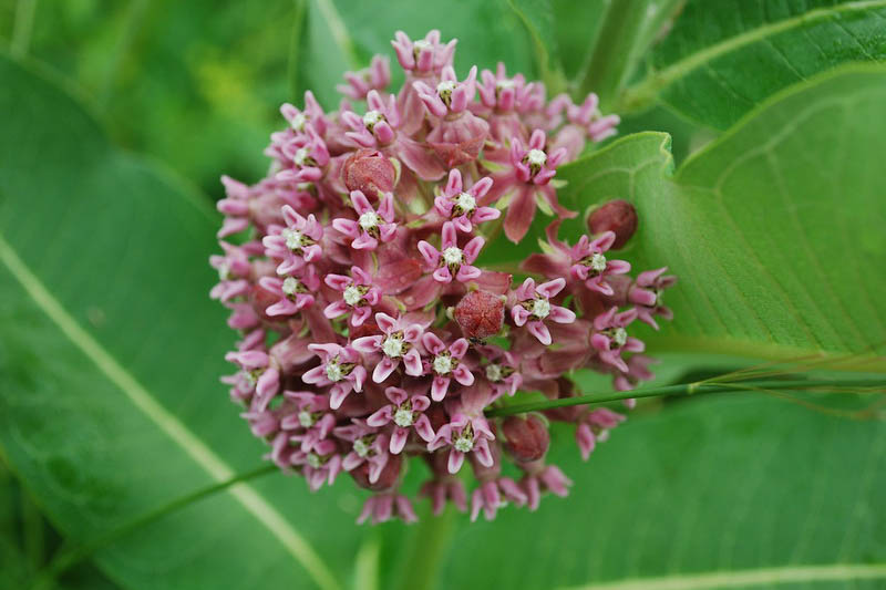 Milkweed Botanical Profile