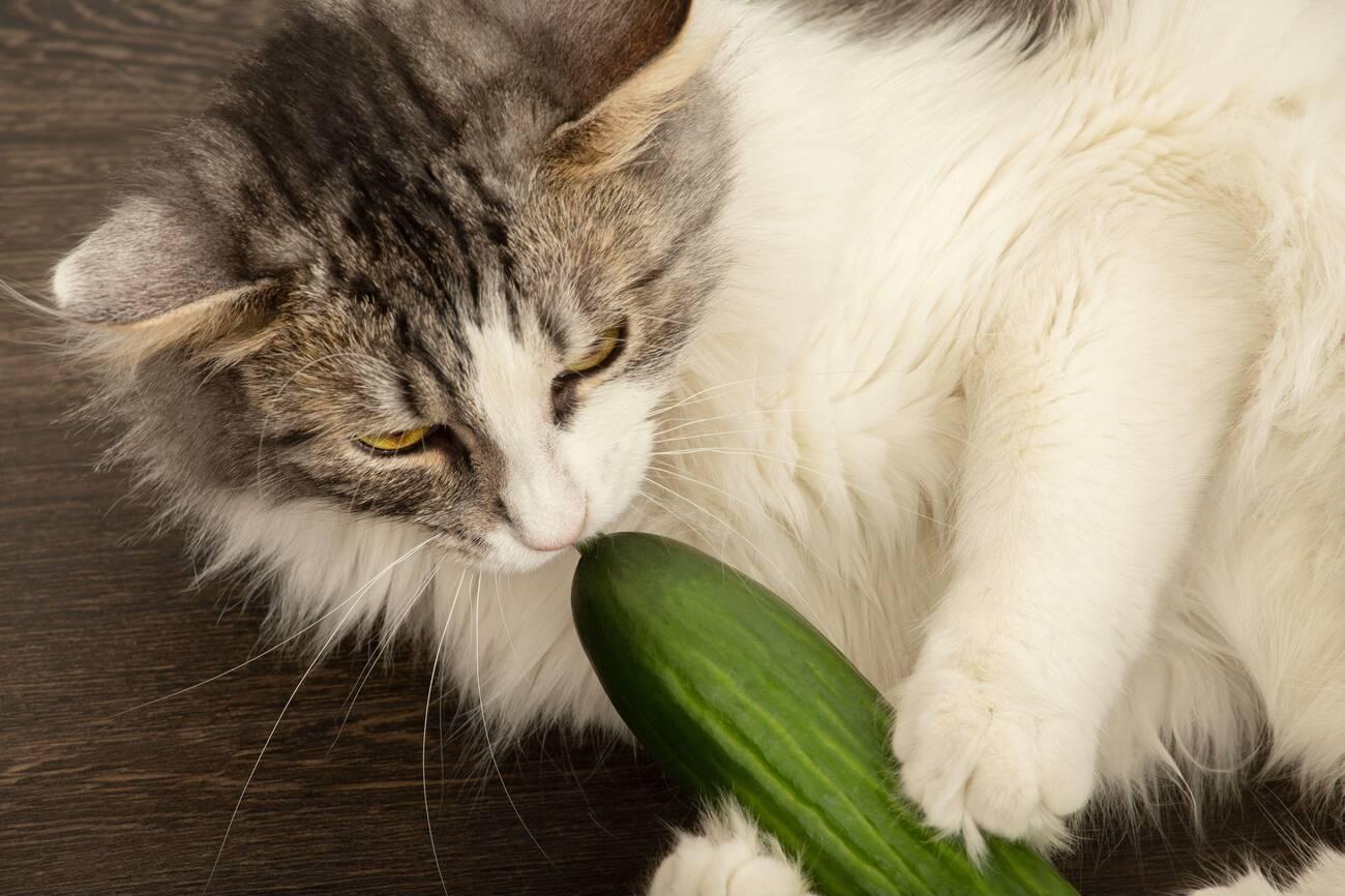 The Cucumber Freakout