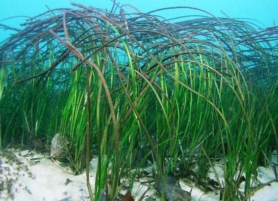 The Relationship Between Genetic Diversity and Disturbance in the Eelgrass  Species Zostera marina – The Aggie Transcript