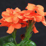 Crossandra