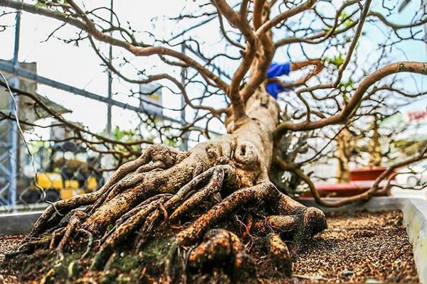 Thuốc kích rễ cho cây mai vàng giúp cây phát triển mạnh mẽ
