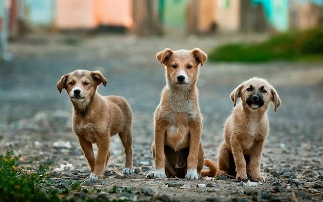Apa Ide Nama Anjing yang Lucu untuk Anjing Jantan?