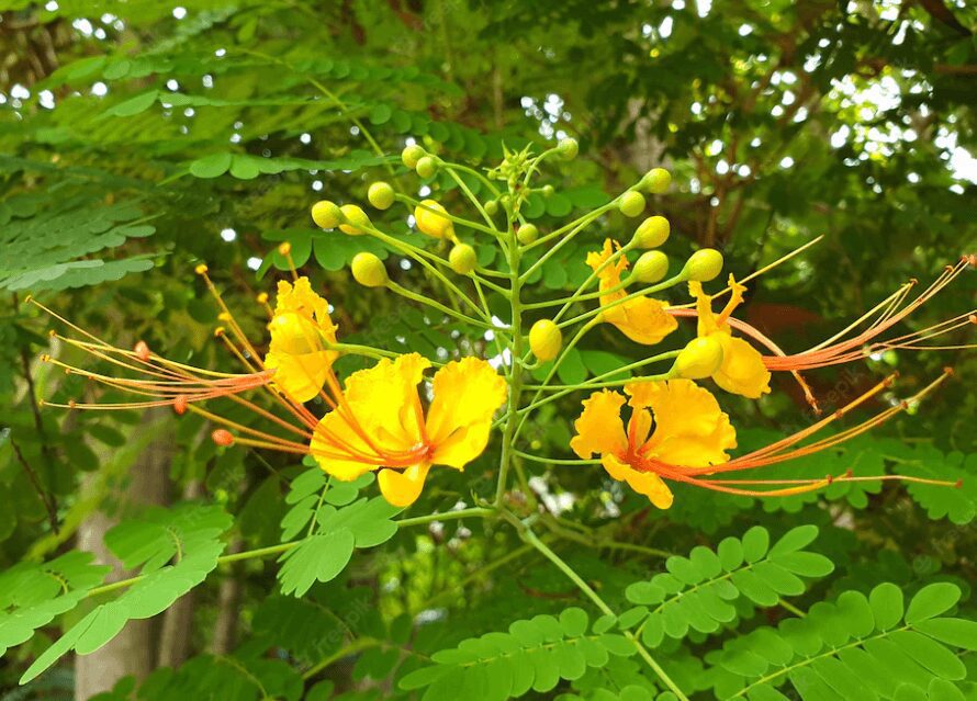 Peacock Flower