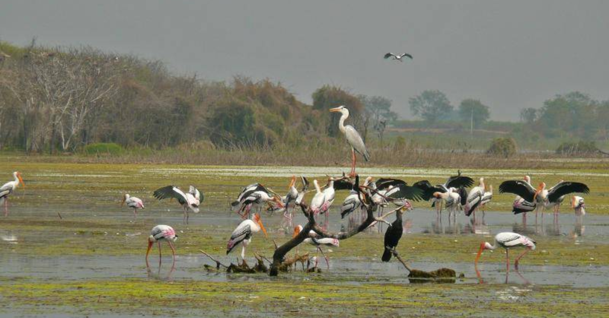 Singur dam birds photos
