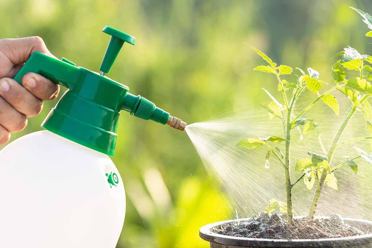 Multi-Purpose Liquid Fertilizer for Plants