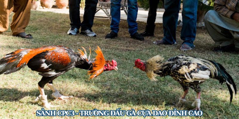 Sảnh CPC3 - Trường đấu gà cựa dao đỉnh cao