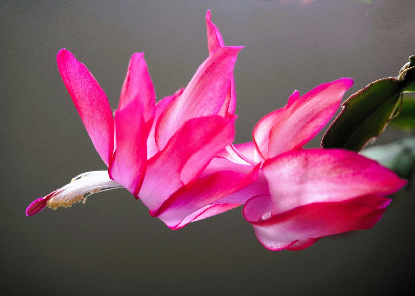 Potted Christmas Cactus