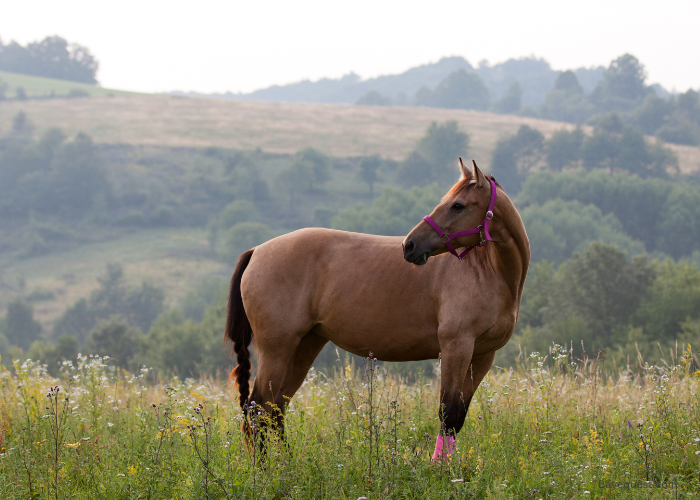 Quarter Horse Lifespan