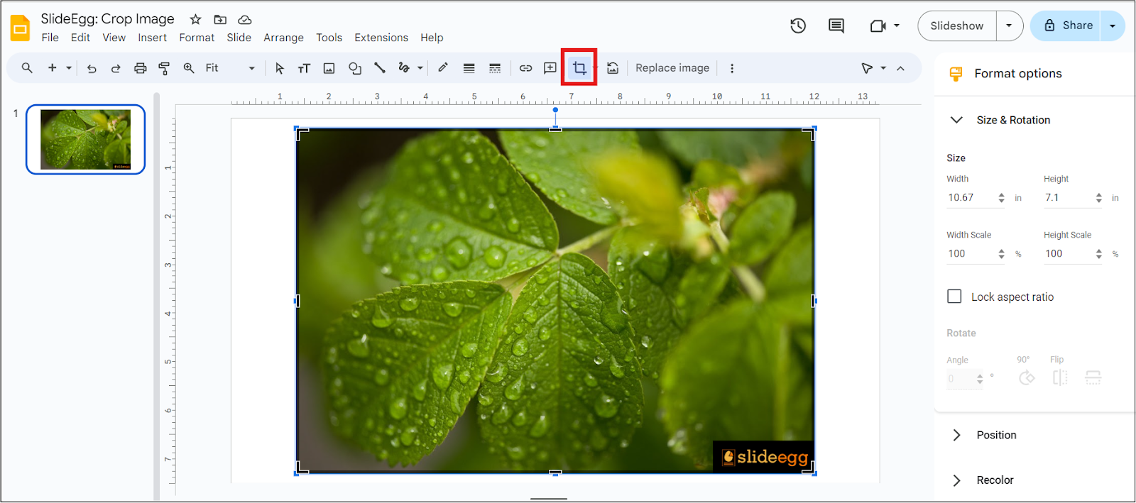 Leaves image with SlideEgg logo. Crop option is selected to crop the image.