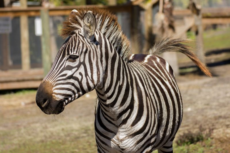 A single Grant’s zebra at Wild Florida’s Drive-thru Safari Park.