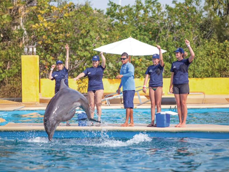 Dolphin trainers working