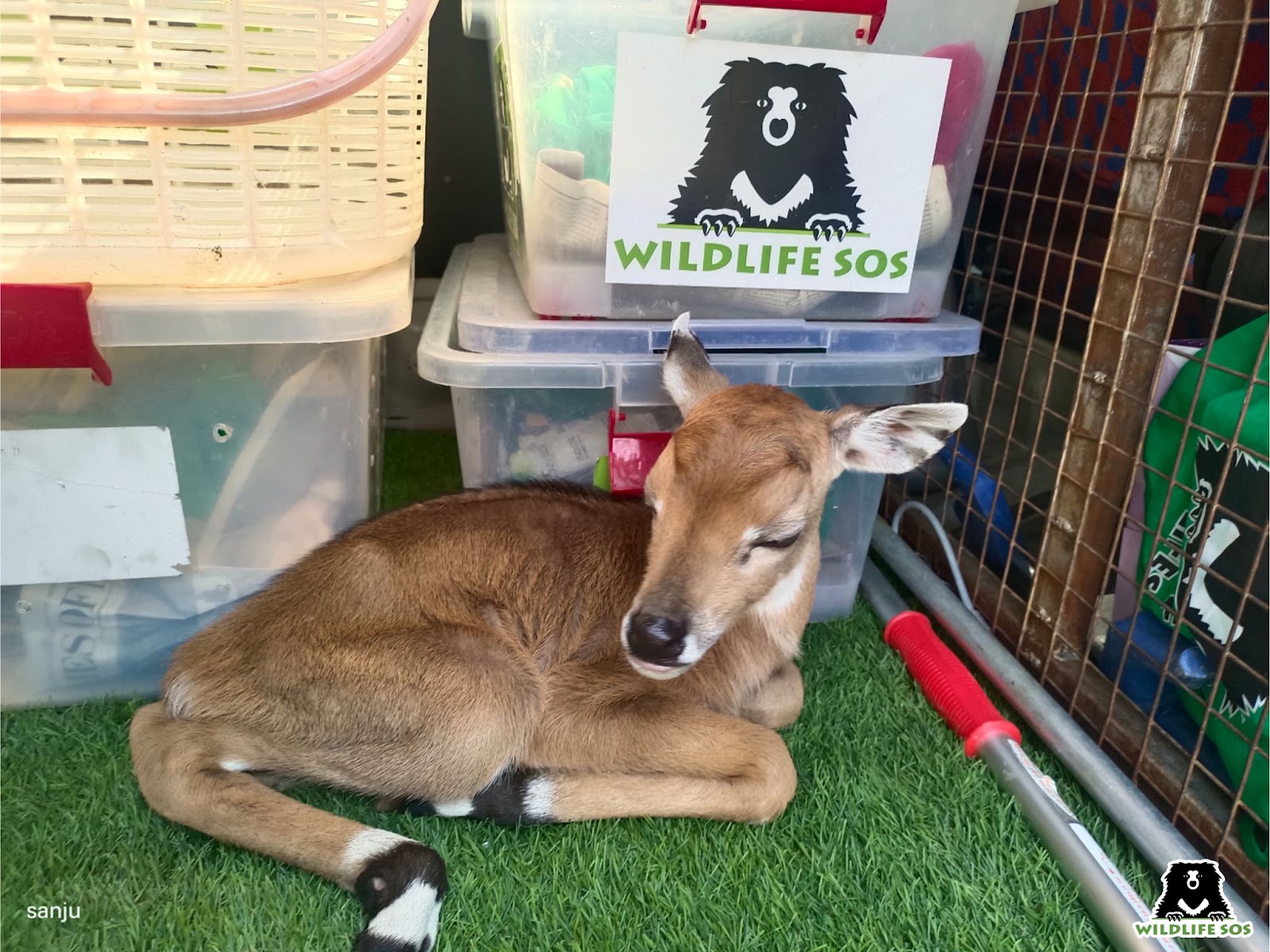 Blue bull calf separated from mother rescued 
