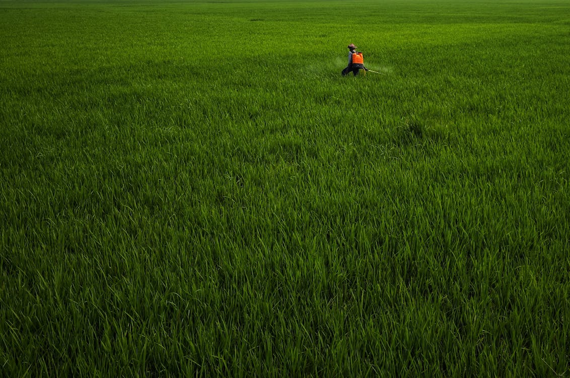 a person in a field of grass