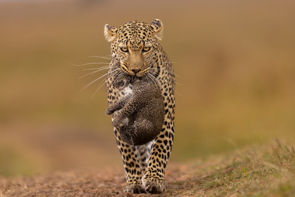African Leopard with Cub in Maasai Mara