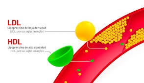 Colesterol LDL y Colesterol HDL