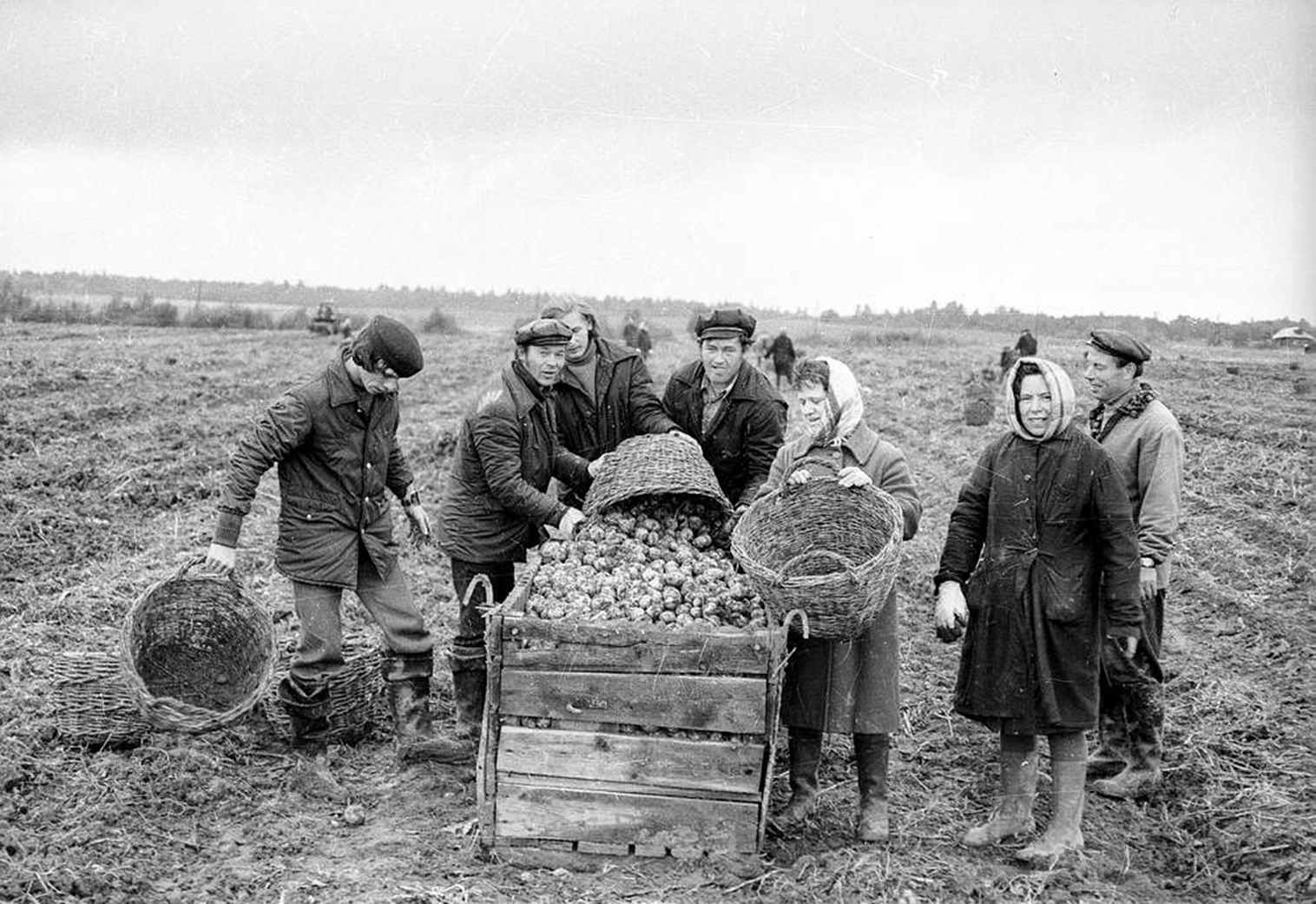 На змінку – працівники меблевого цеху займаються виконанням прямих обов’язків – збирають картоплю. 1978 рік