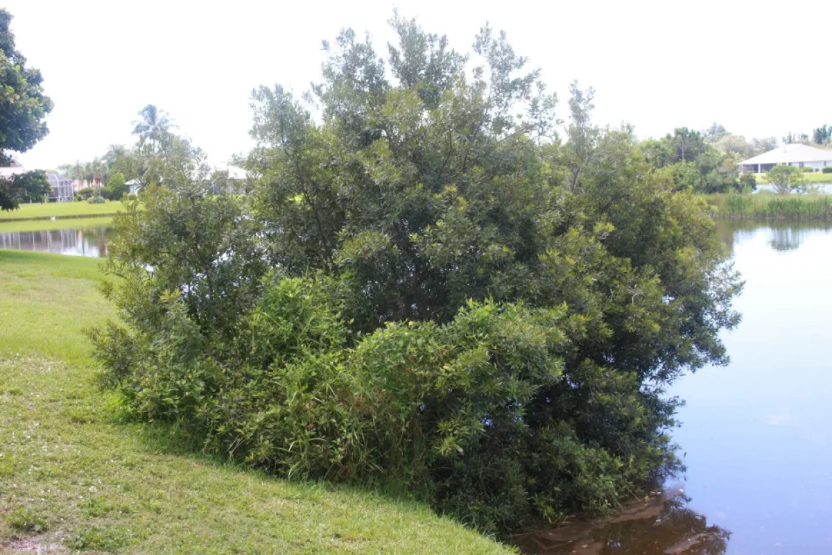 Wax Myrtle Tree