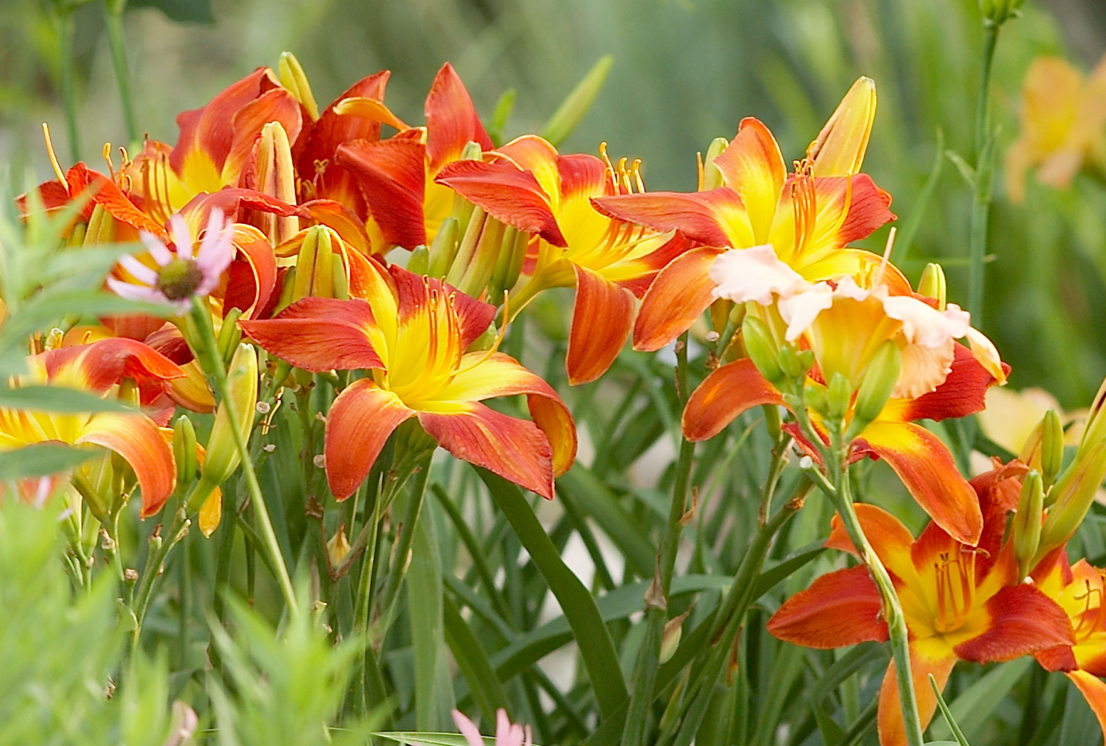 How to Choose the Right Daylily for the Garden