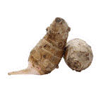 Common yam