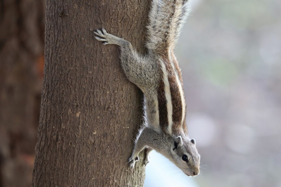 squirrel removal near me