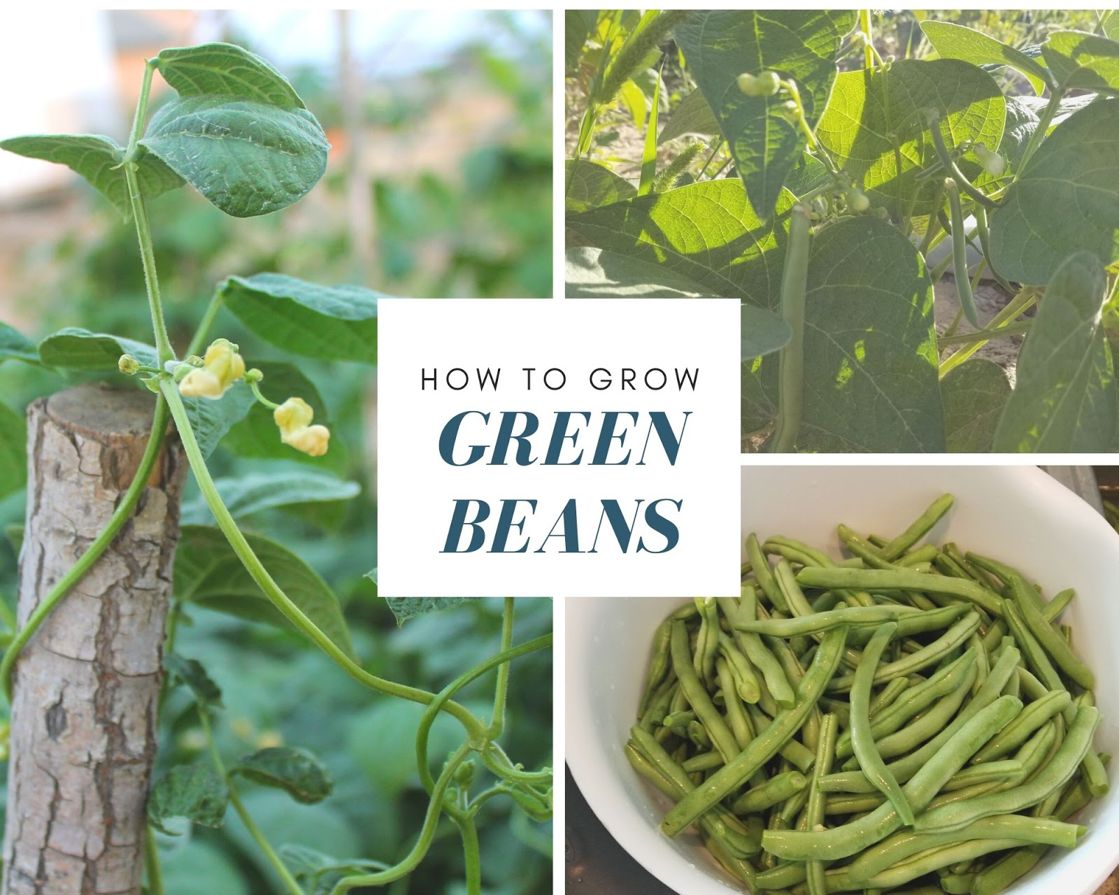 How to Grow Green Beans