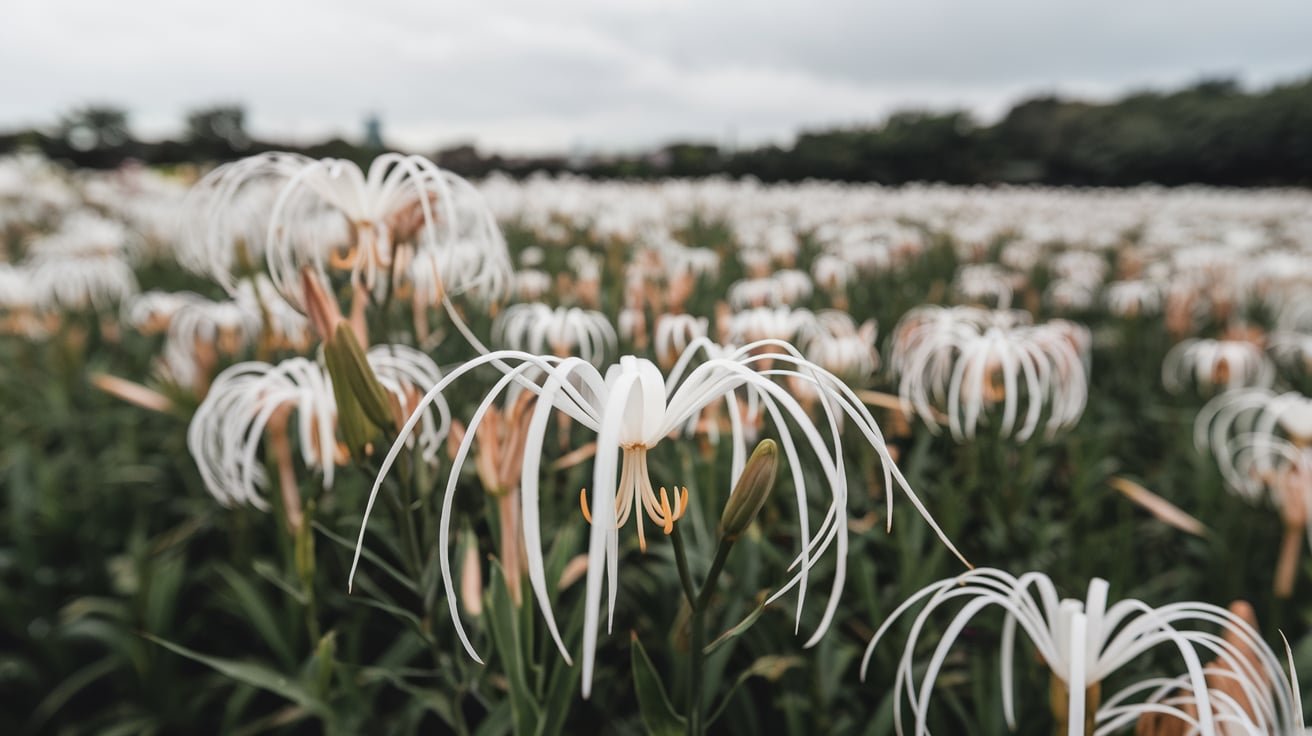 White Spider Lily