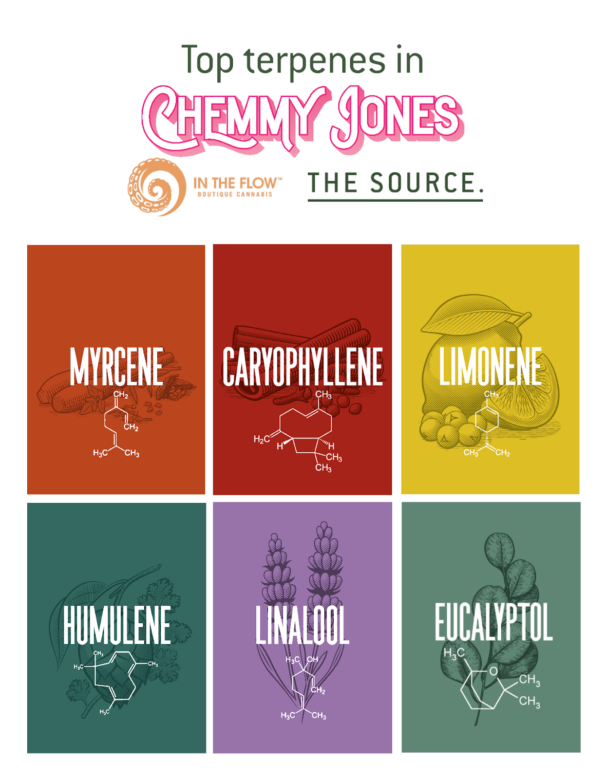 An infographic lists the top 6 terpenes in the cannabis strain Chemmy Jones by In The Flow and The Source. The terpenes listed are myrcene, caryophyllene, limonene, humulene, linalool, and eucalyptol.