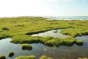 A grassy area with water in the middle

Description automatically generated