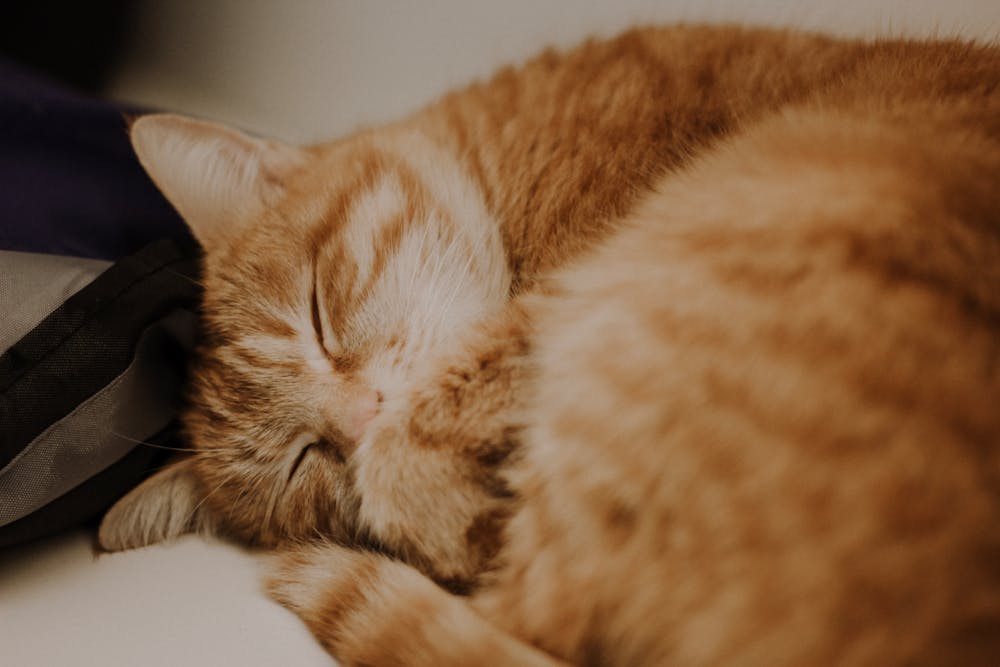Orange Tabby Cat