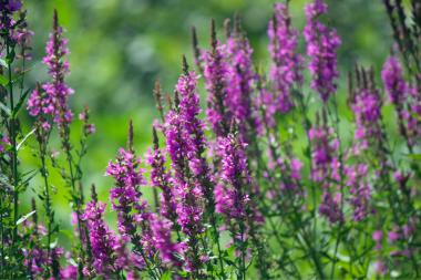 landscaping mistakes to avoid while remodeling your outdoor living space purple loosestrife plant custom built michigan