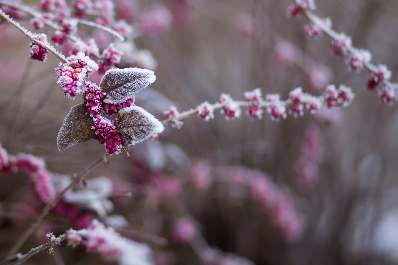 Winter Plant Care