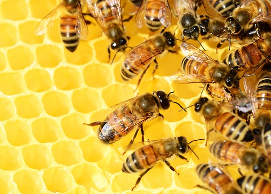 Geohoney’s Future: Goals and Notable Milestones
